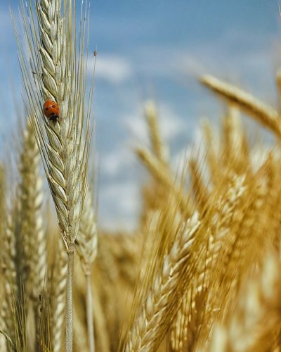 cornfield, wheat field, wheat